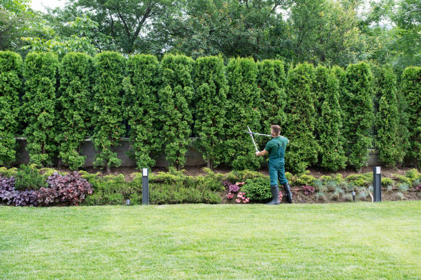 Best Tree Maintenance Programs  in Orem, UT